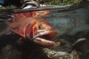 International Fly Fishing Film Festival