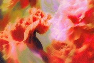 Blossom X Oliverse